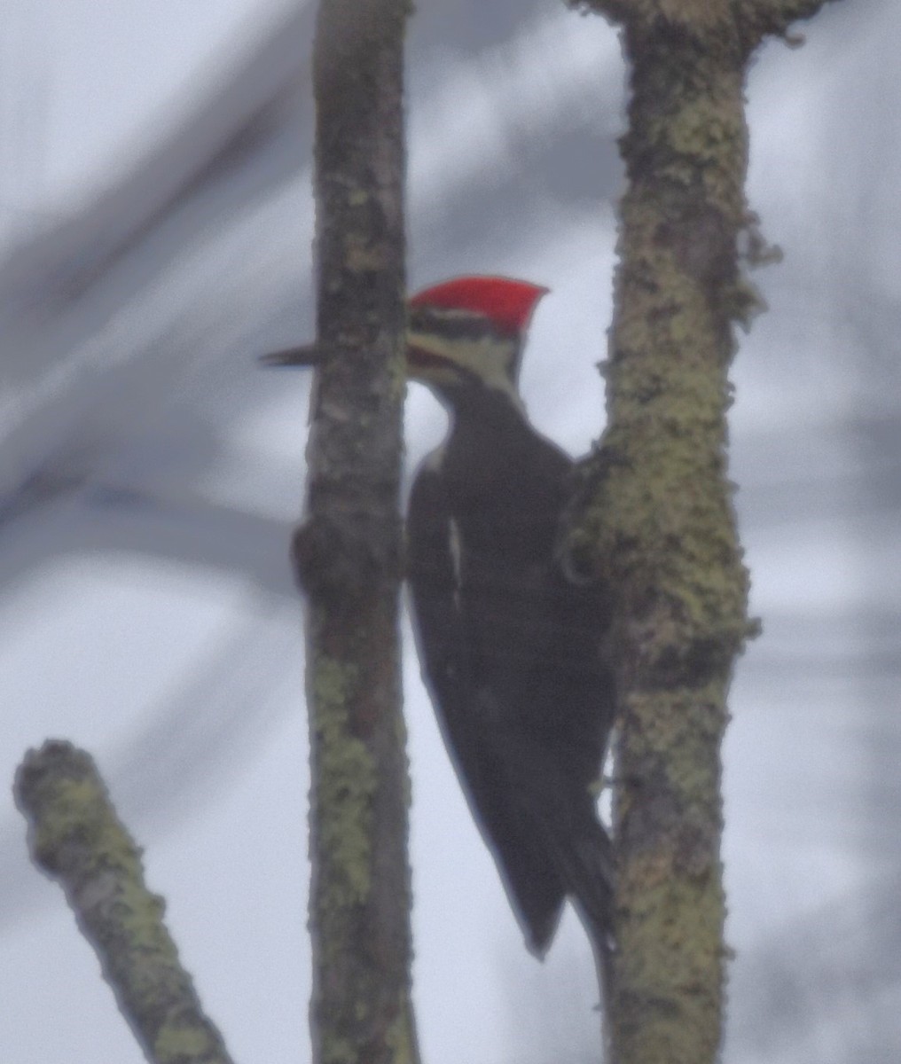 Pileated Woodpecker - ML497349651