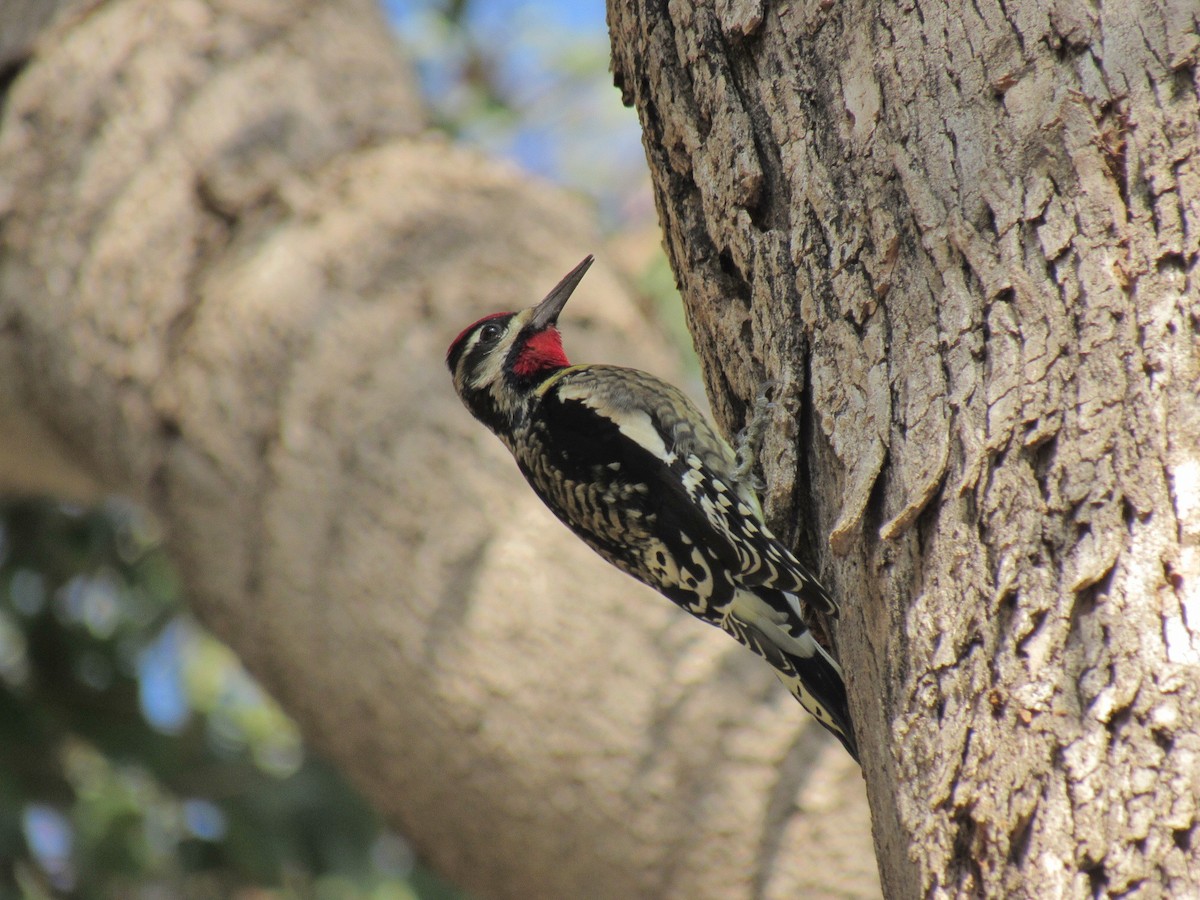 Yellow-bellied Sapsucker - ML497349801