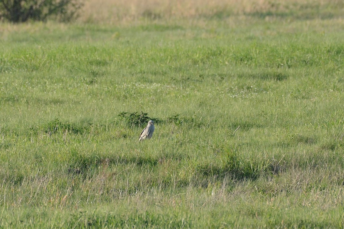 Montagu's Harrier - ML497351361