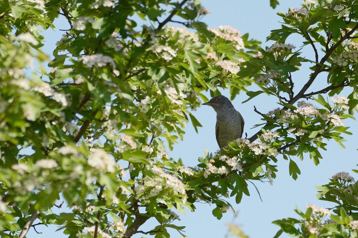 Barred Warbler - ML497351731
