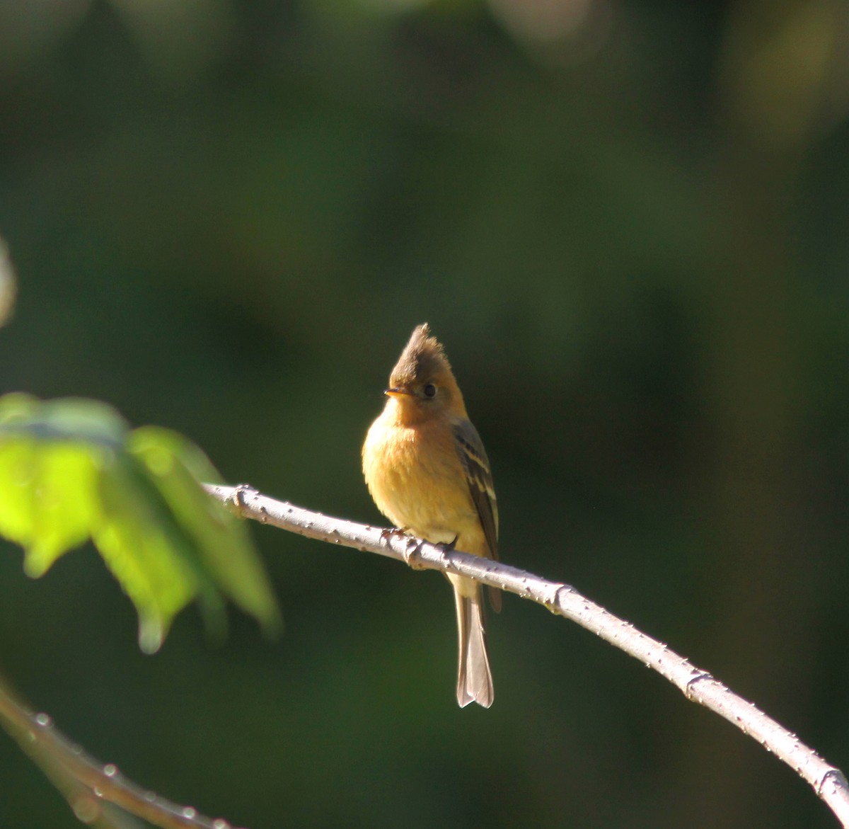 Tufted Flycatcher - Jorge Montejo