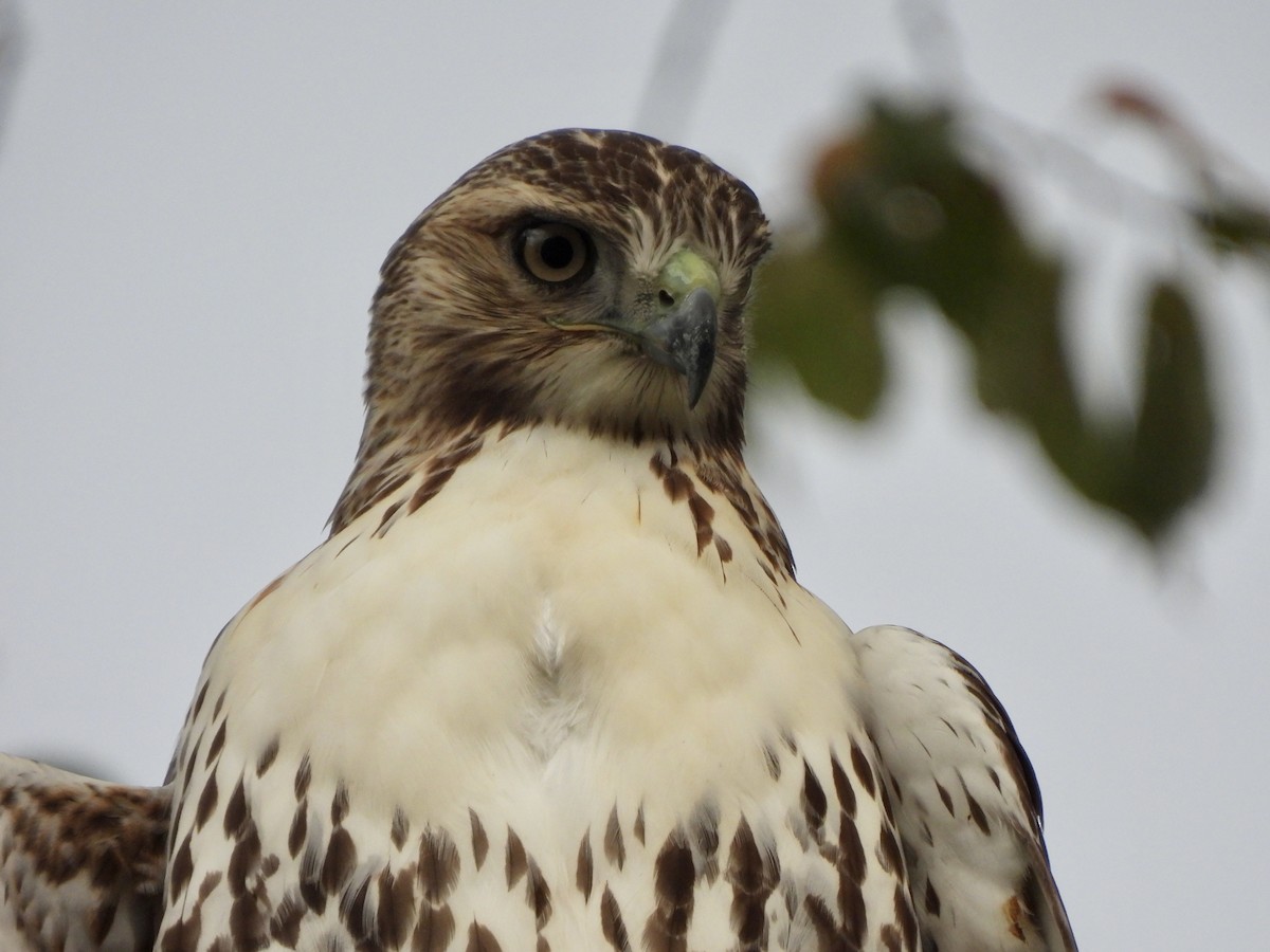 Red-tailed Hawk - ML497353491