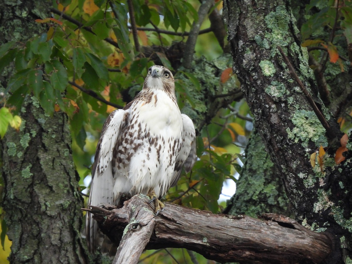Red-tailed Hawk - ML497353501