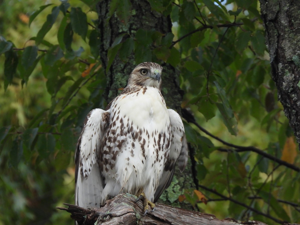 Red-tailed Hawk - ML497353511