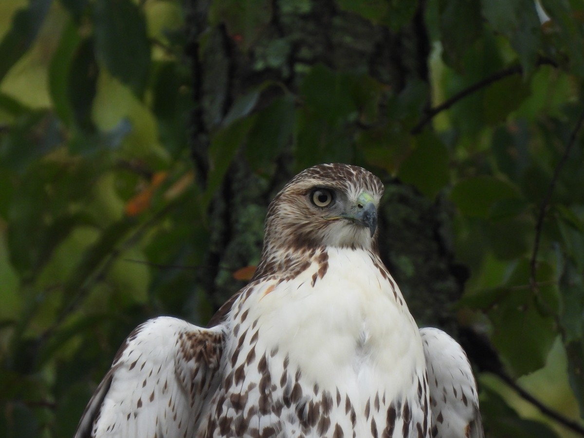 Red-tailed Hawk - ML497353521