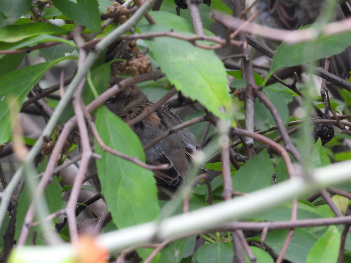 House Sparrow - ML497355721