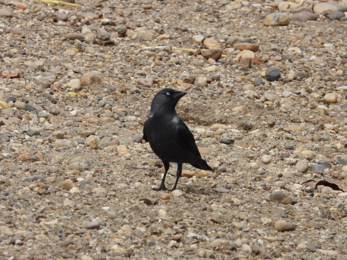 Eurasian Jackdaw - ML497355811