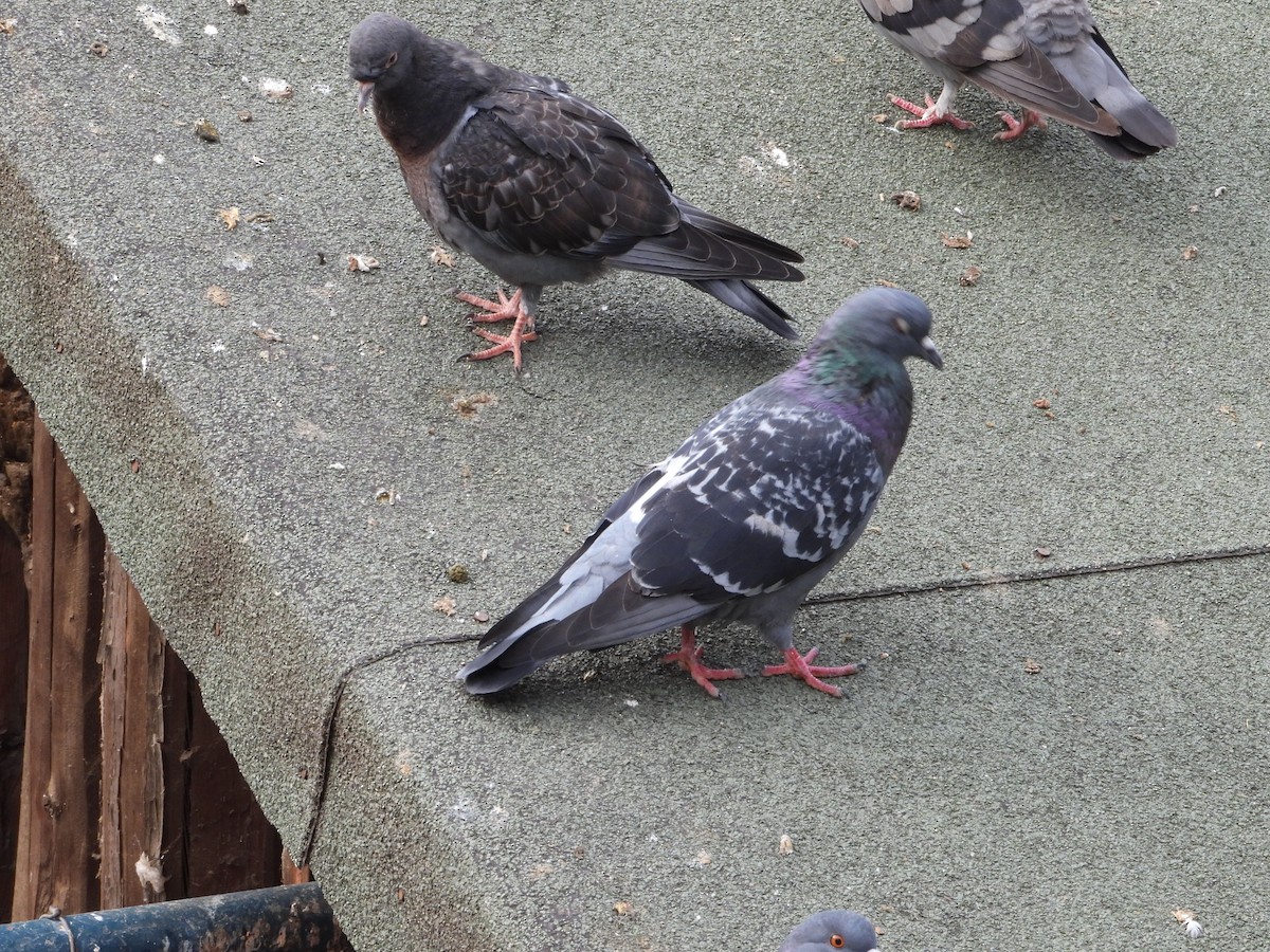 Rock Pigeon (Feral Pigeon) - ML497356161