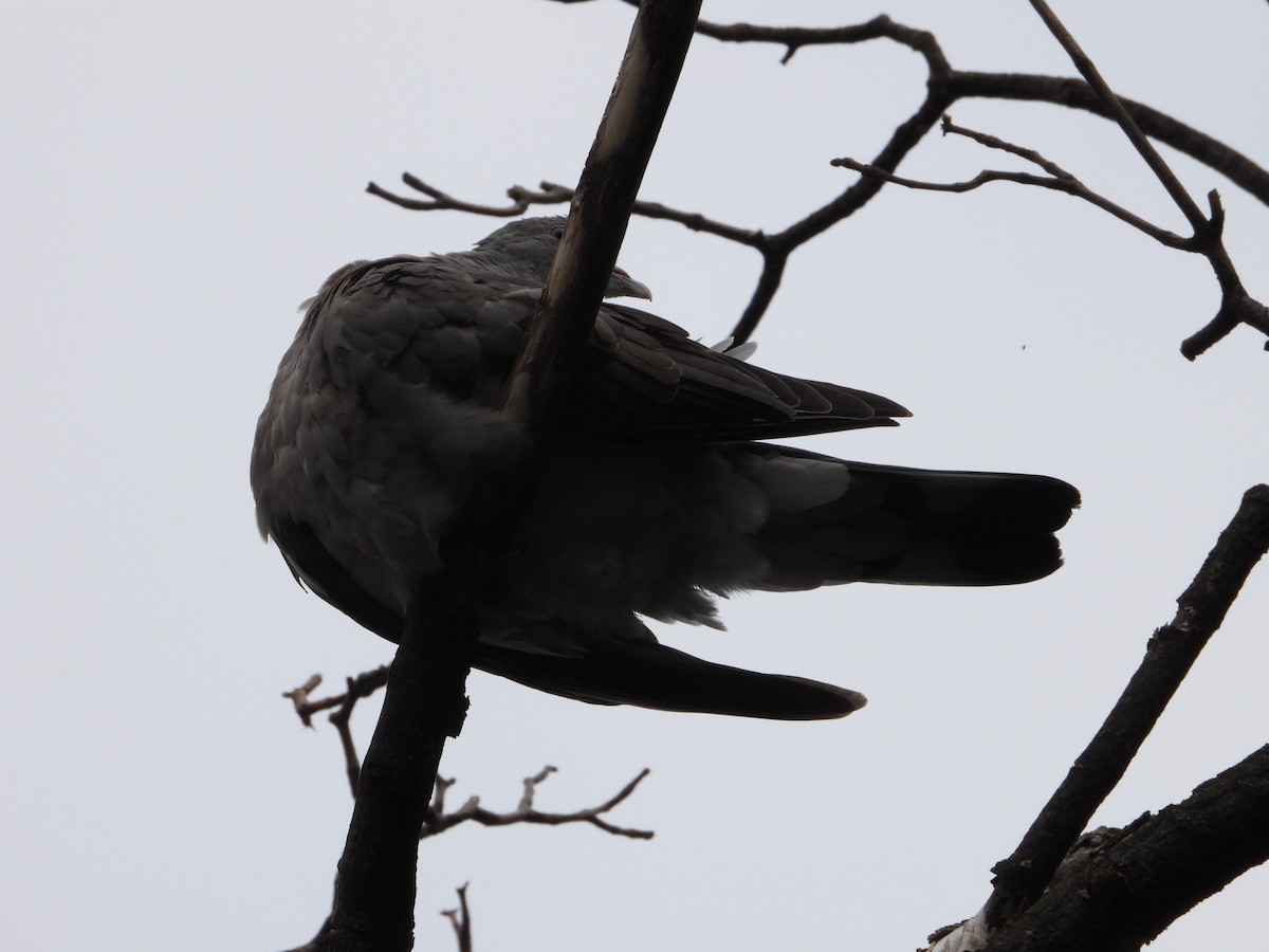 Common Wood-Pigeon - ML497356301
