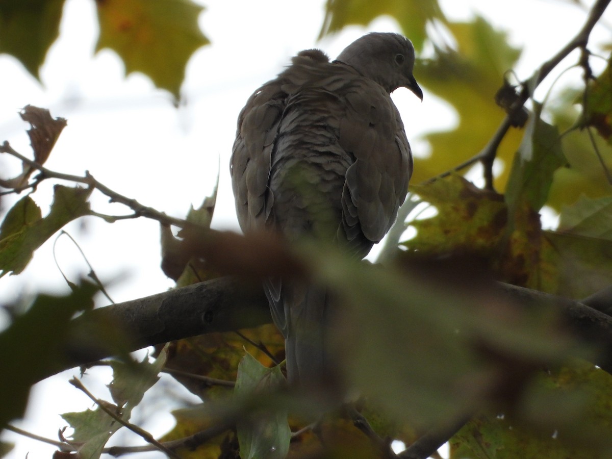 Eurasian Collared-Dove - ML497356761