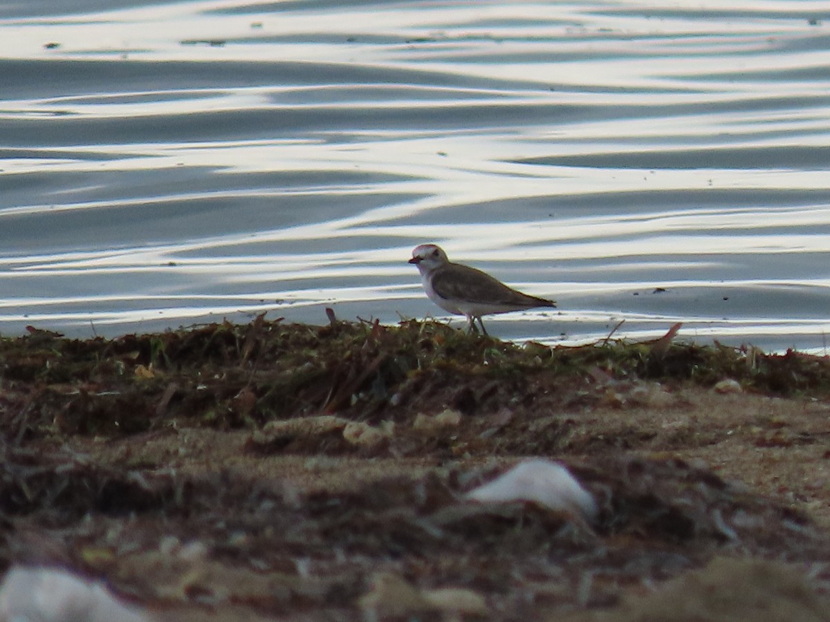 Tibetan Sand-Plover - Sreekumar Chirukandoth