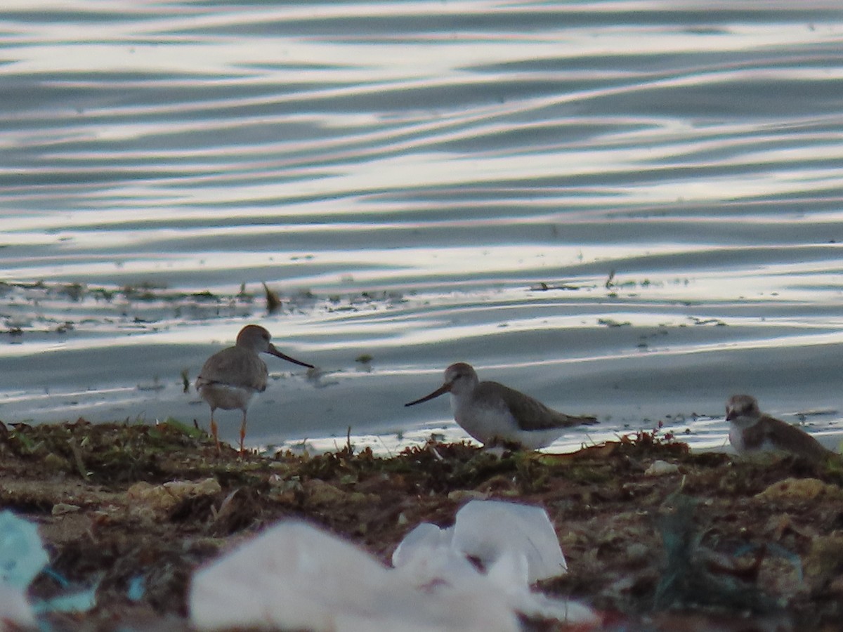 Tibetan Sand-Plover - ML497357011