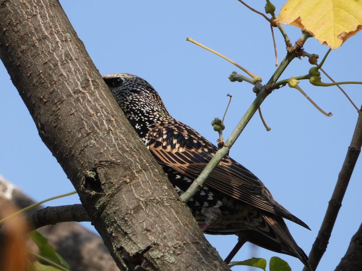 European Starling - ML497357021