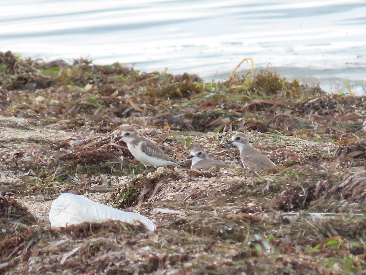 Tibetan Sand-Plover - ML497357031