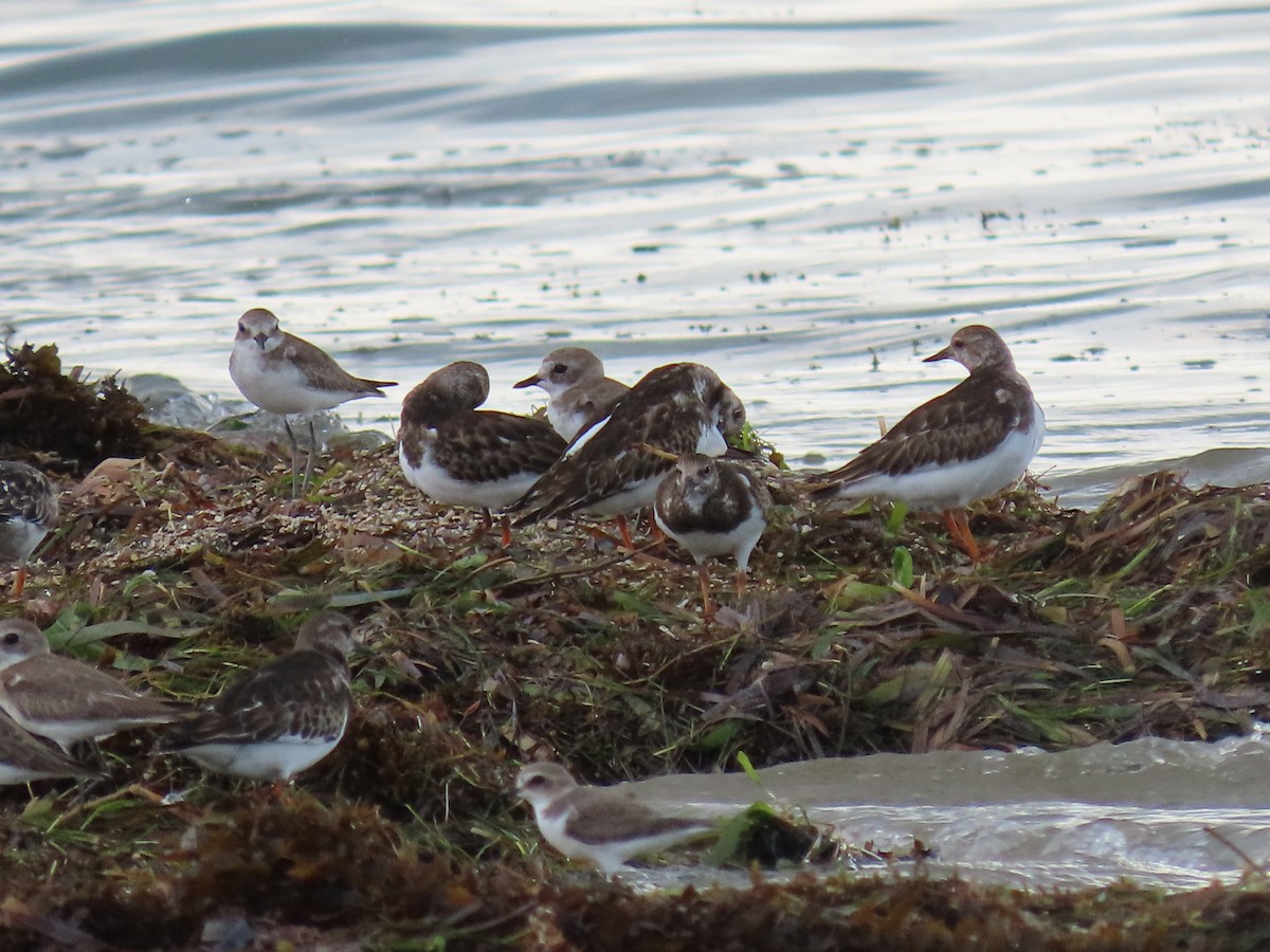 Ruddy Turnstone - ML497357151