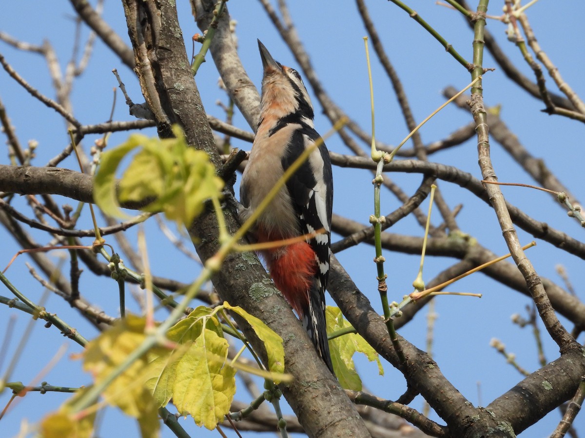 Great Spotted Woodpecker - ML497357341