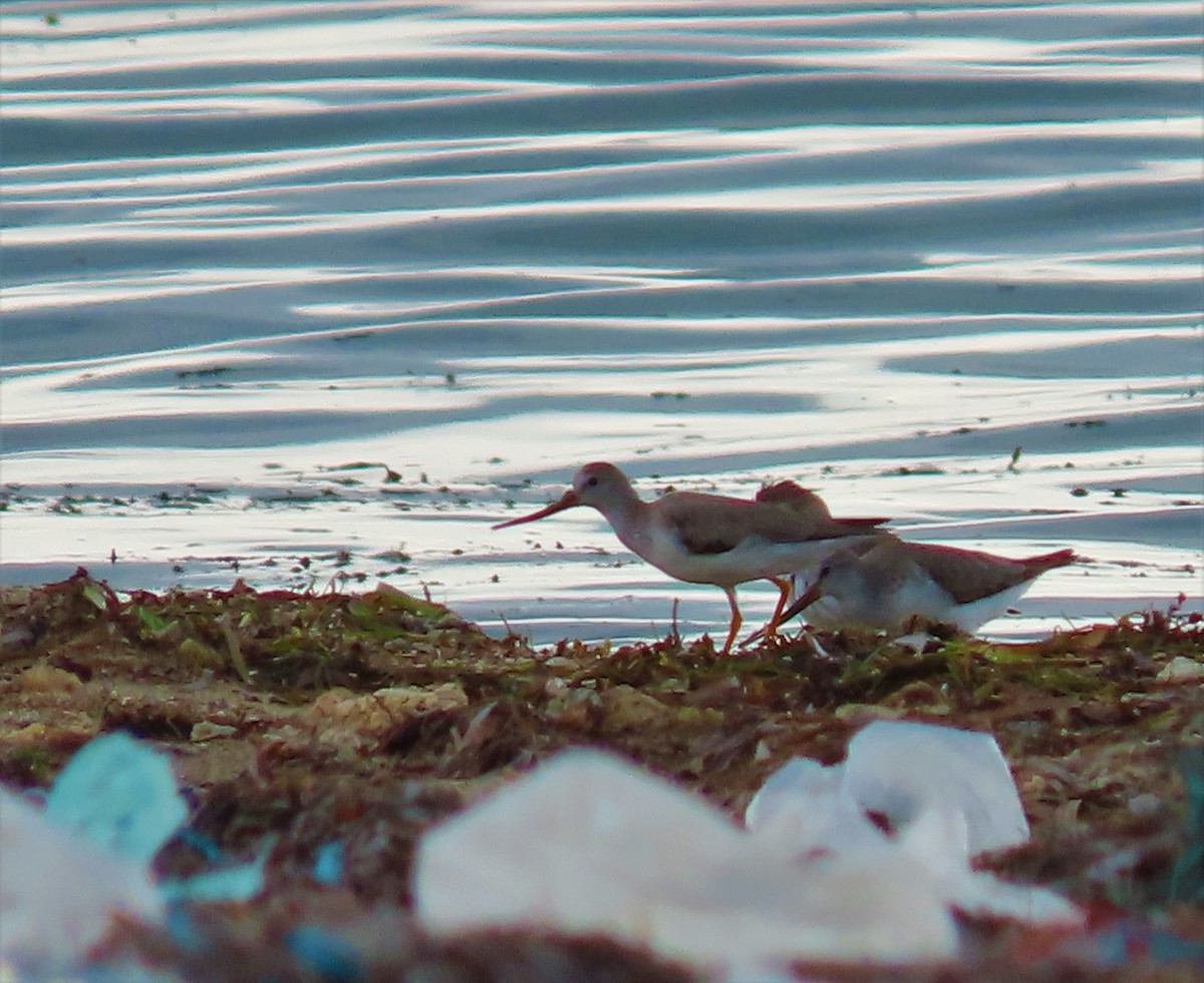 Terek Sandpiper - ML497357481