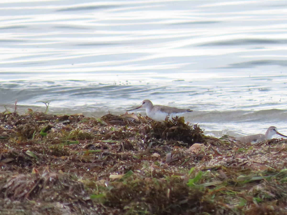 Terek Sandpiper - ML497357491