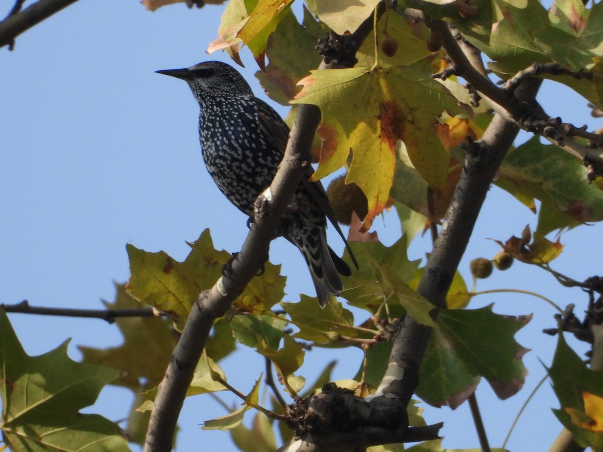 European Starling - ML497357541