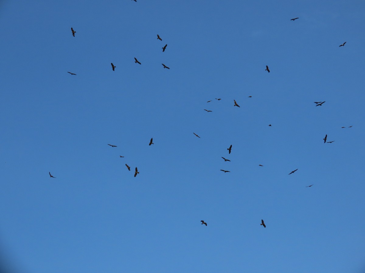 Black Kite - Sreekumar Chirukandoth