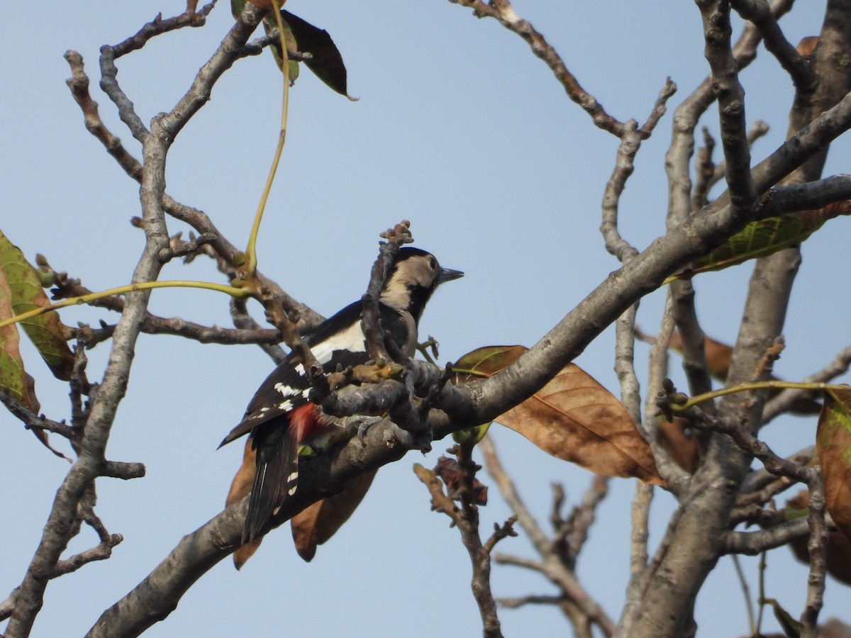 Syrian Woodpecker - ML497357761