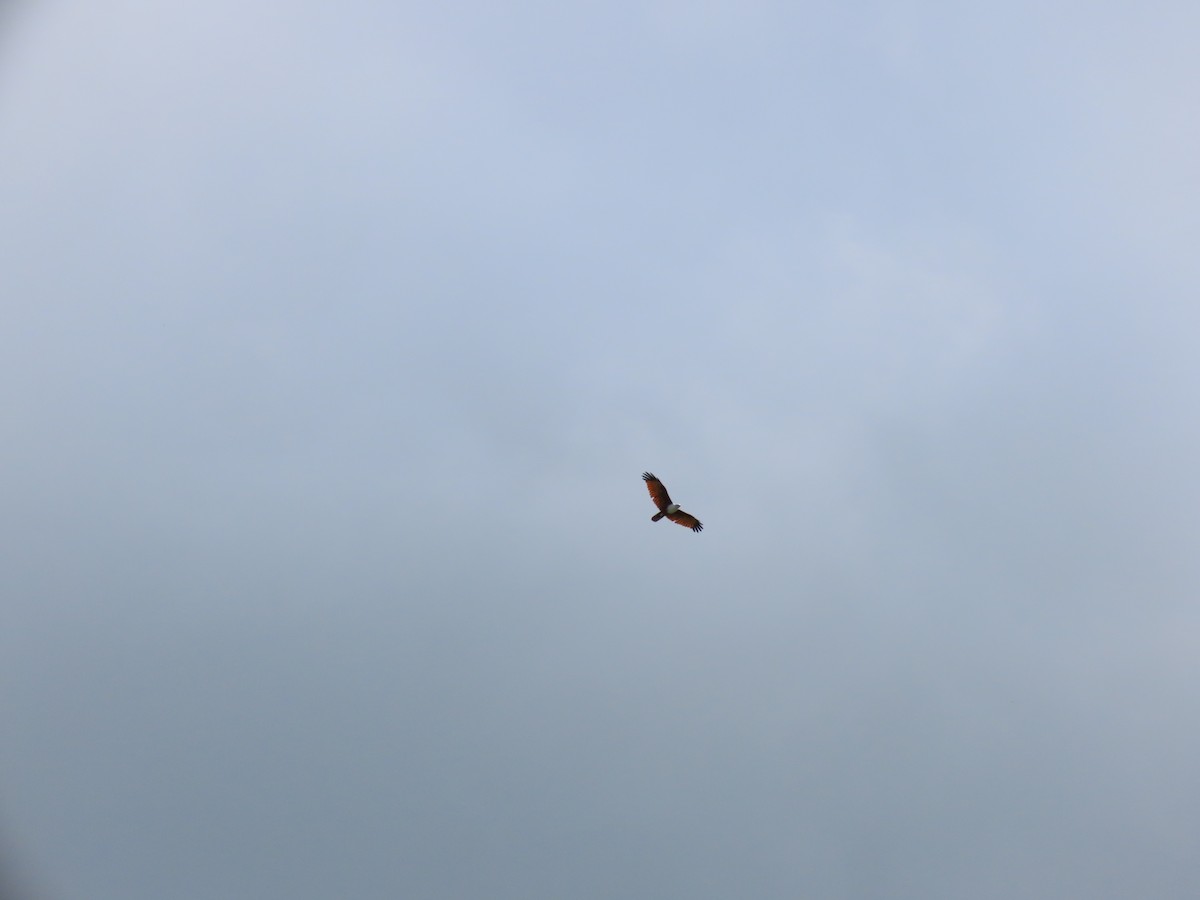 Brahminy Kite - Sreekumar Chirukandoth