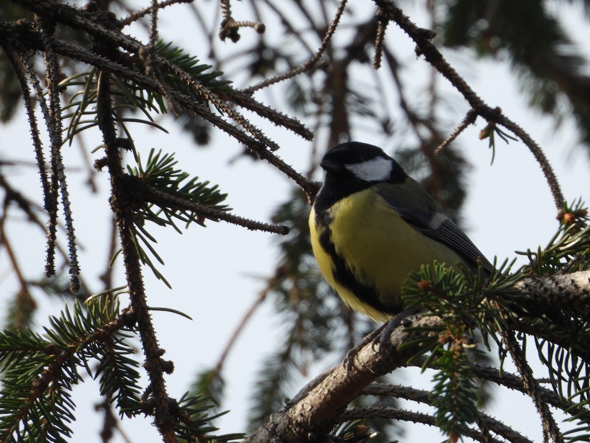 Great Tit - ML497357901
