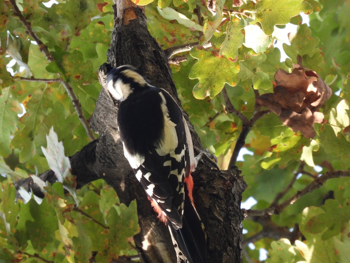 Syrian Woodpecker - ML497358321