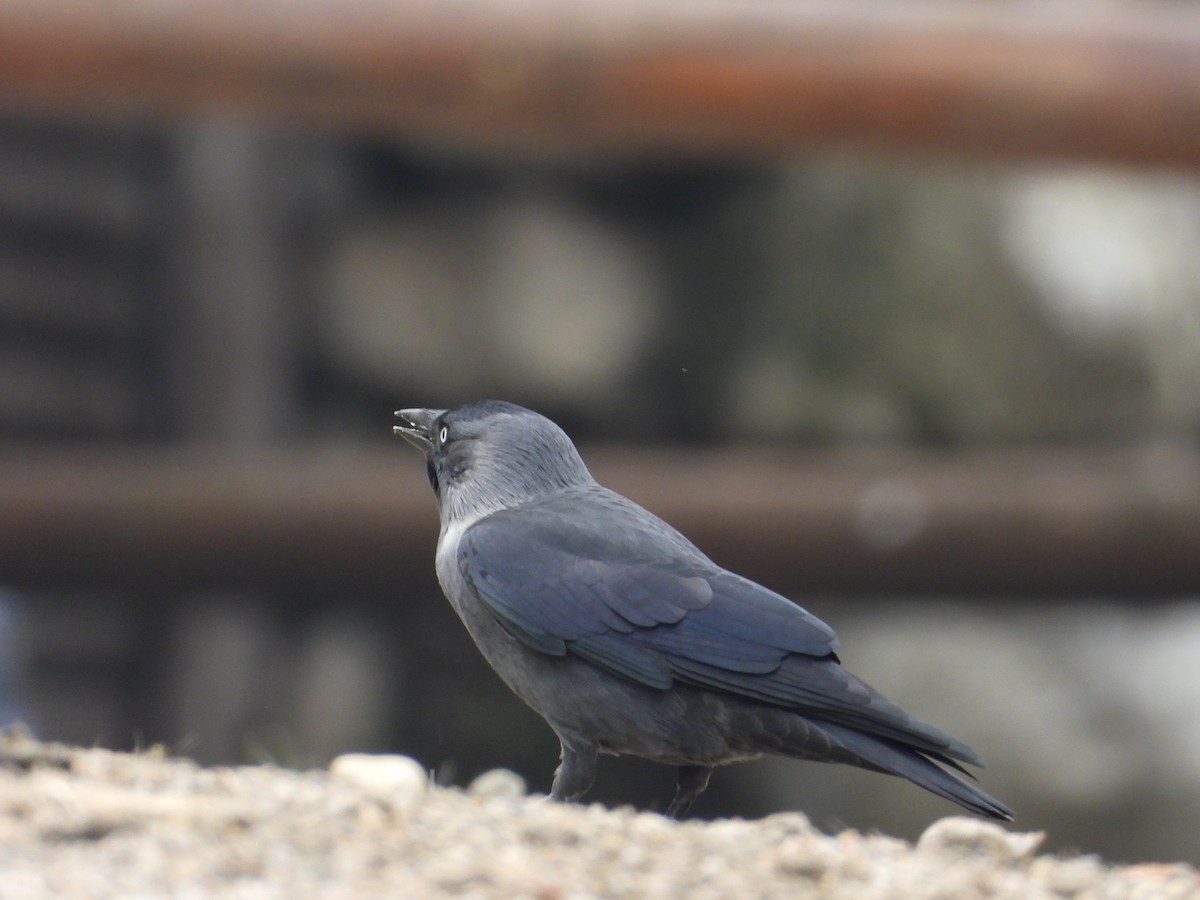 Eurasian Jackdaw - ML497358971