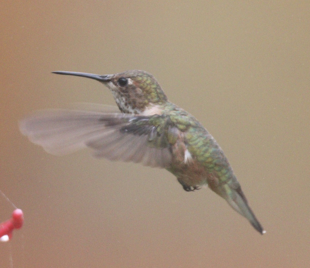 Rufous Hummingbird - ML497359081