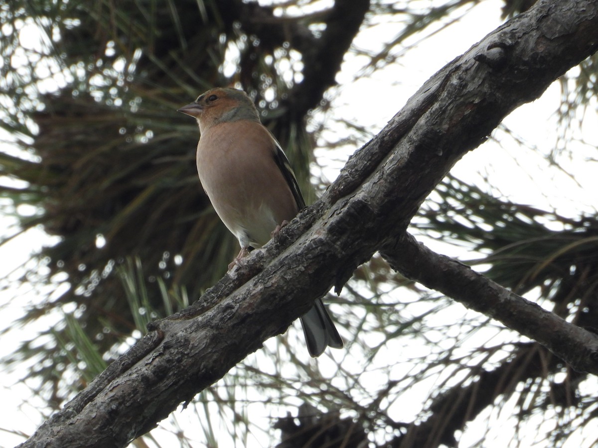Common Chaffinch - ML497359231