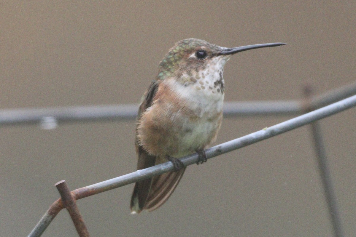 Rufous Hummingbird - ML497359341