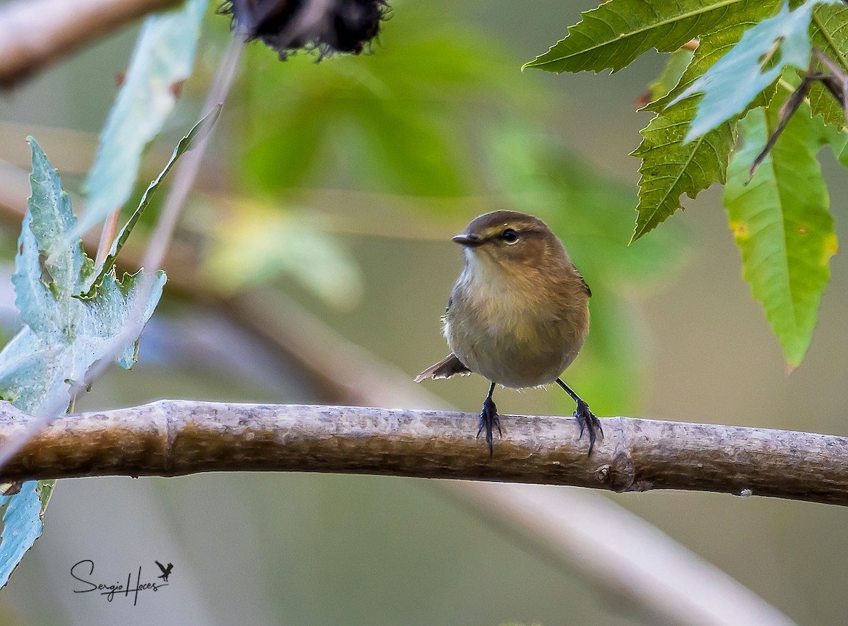 Canary Islands Chiffchaff - ML497362551