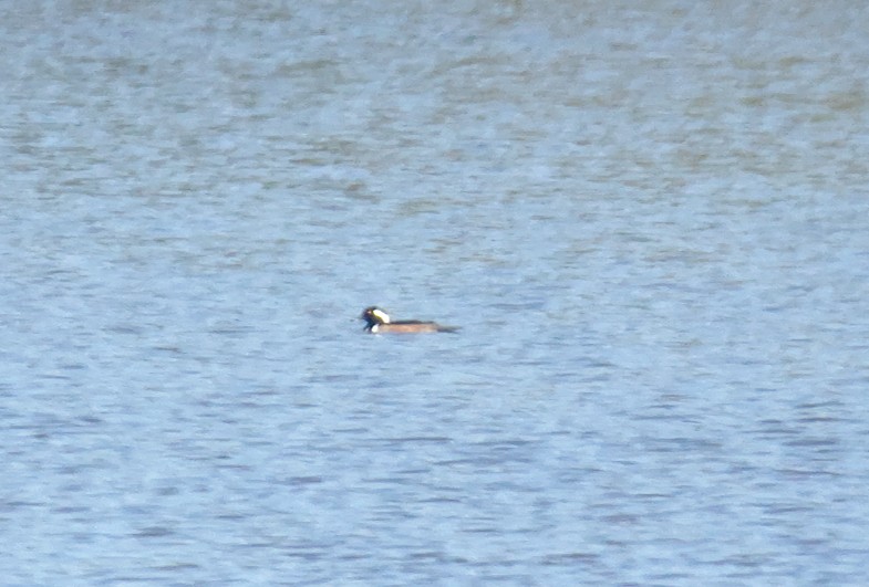 Hooded Merganser - ML497362911
