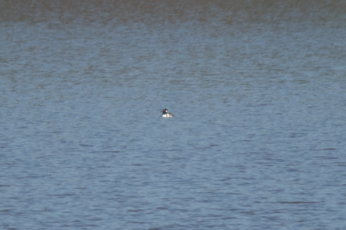 Hooded Merganser - ML497362921