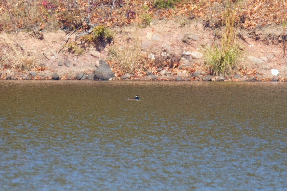 Hooded Merganser - ML497362941