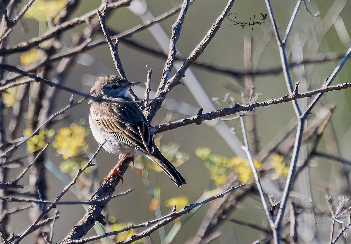 Berthelot's Pipit - Sergio Hoces lucena