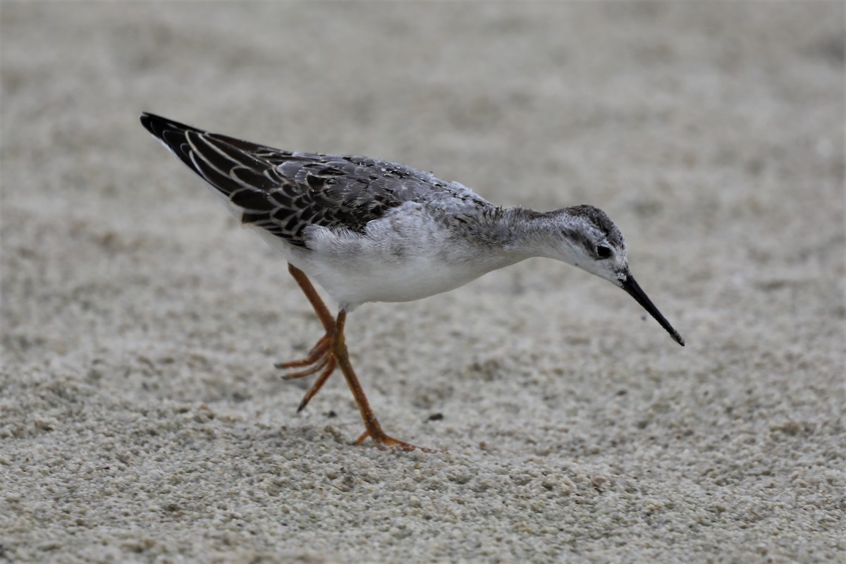 Wilson's Phalarope - ML497365671