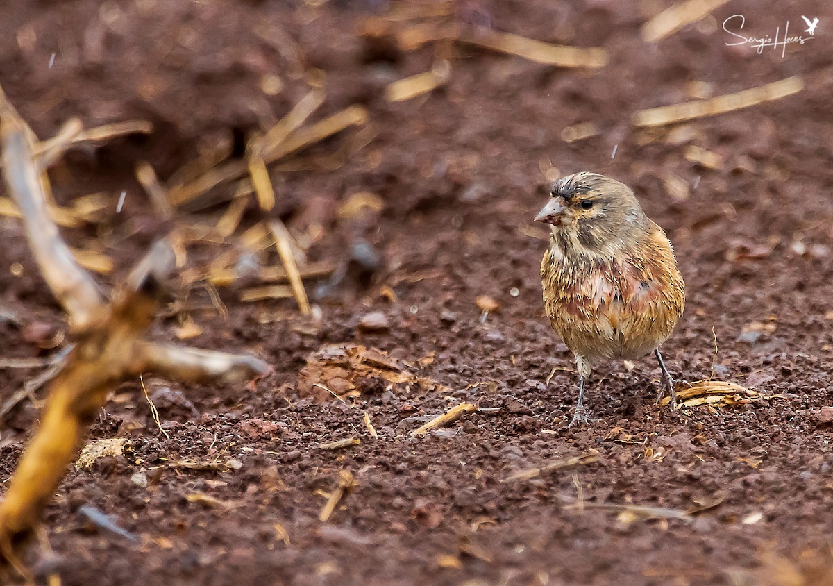 Eurasian Linnet - ML497365971