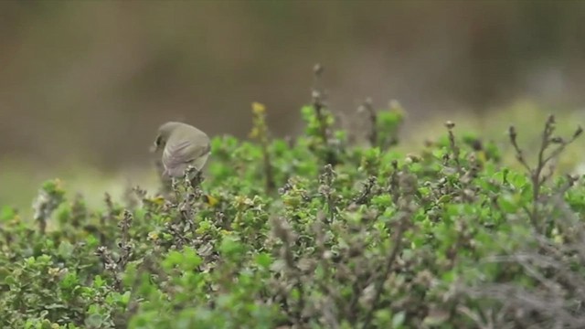 Вівчарик весняний - ML497367071