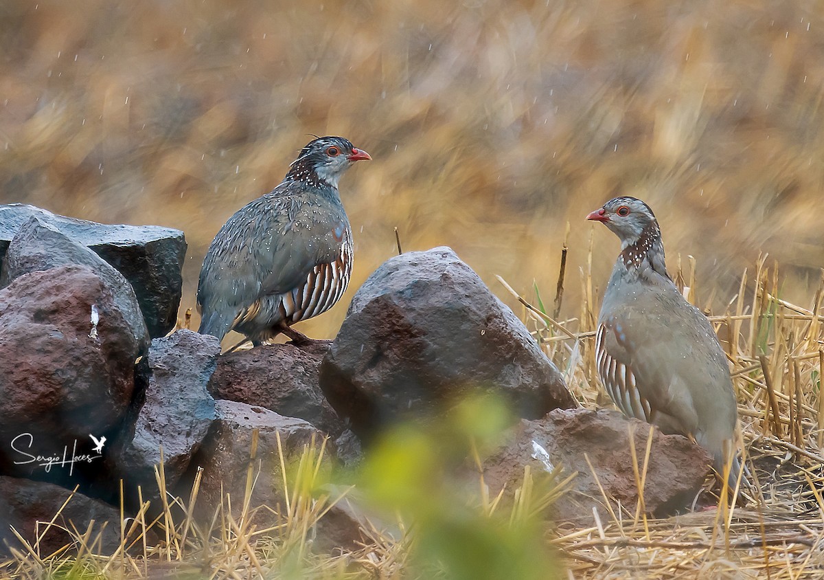 Barbary Partridge - ML497367451