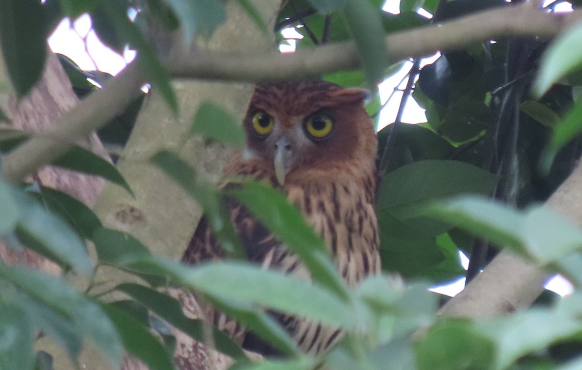 Philippine Eagle-Owl - ML497368081