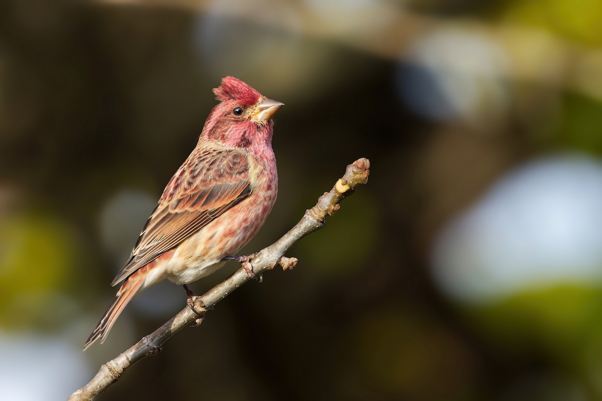 Purple Finch - ML497368661