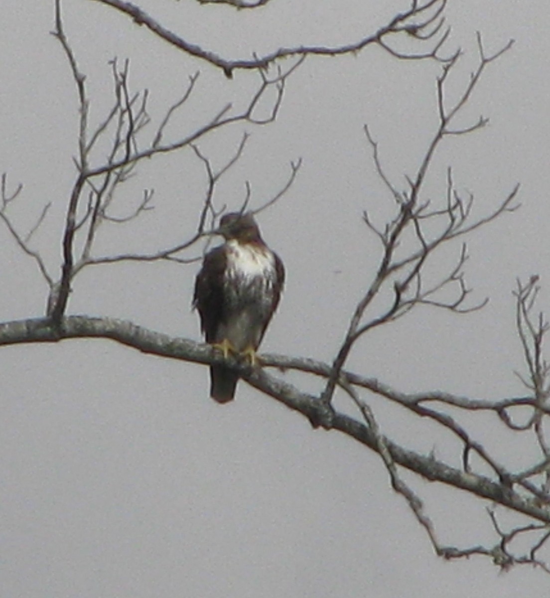 orel bělohlavý - ML49736881