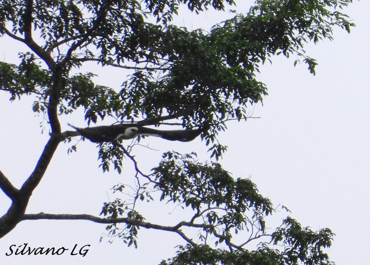 Águila Blanquinegra - ML497374481