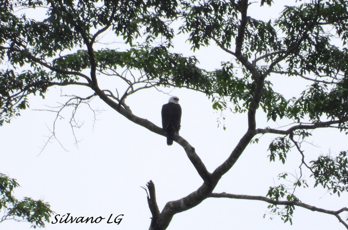 Águila Blanquinegra - ML497374651