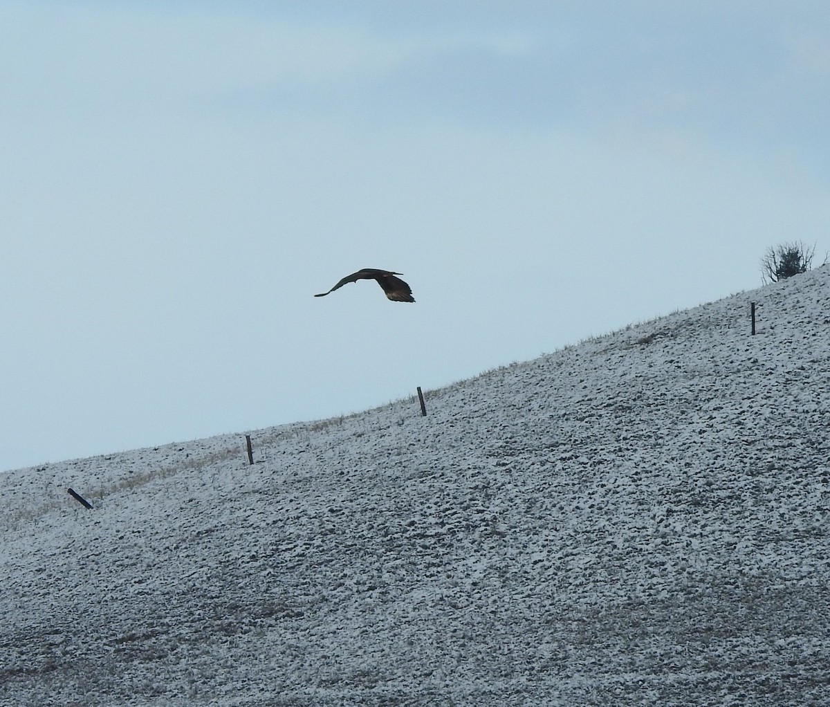 Golden Eagle - Shane Sater