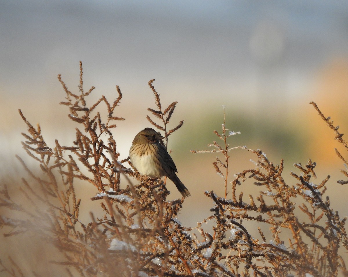 Lincoln's Sparrow - ML497377731