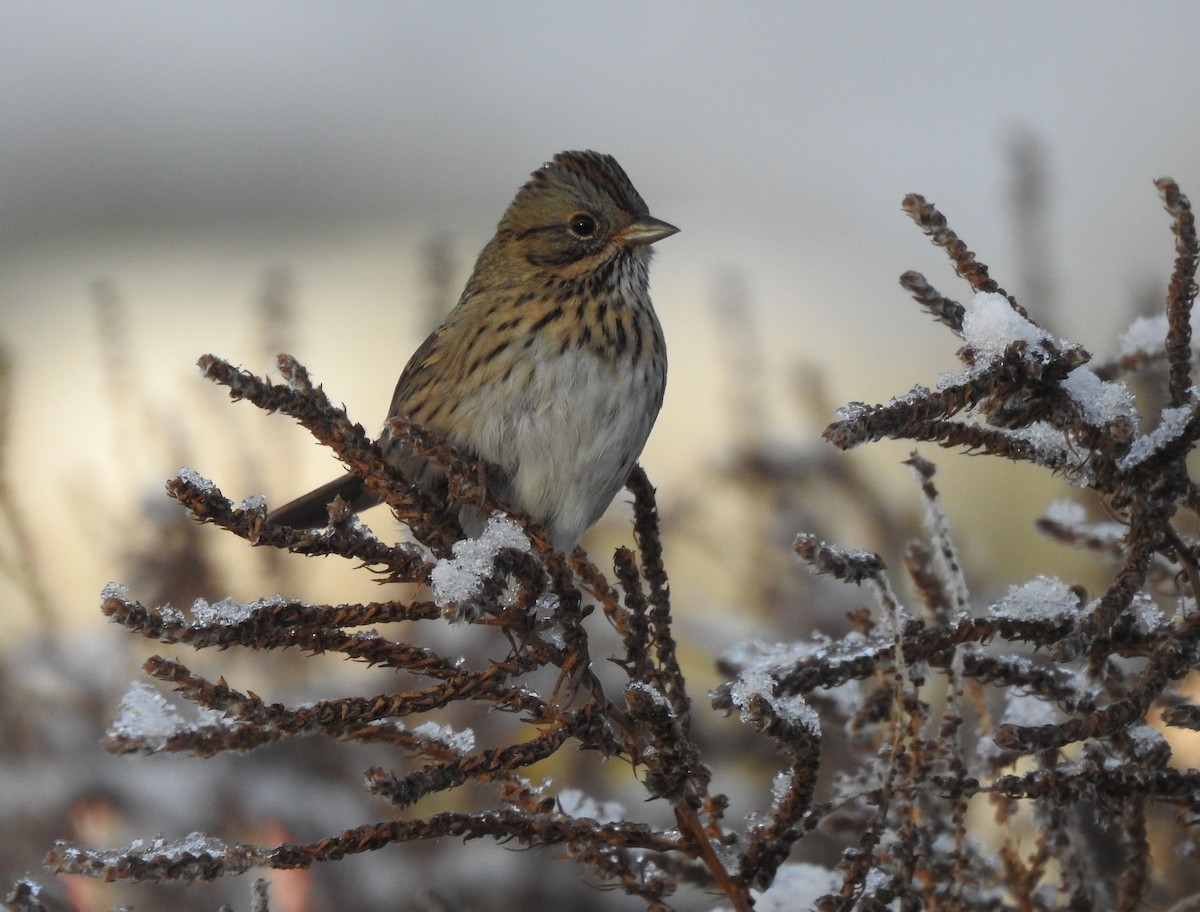 Lincoln's Sparrow - Shane Sater