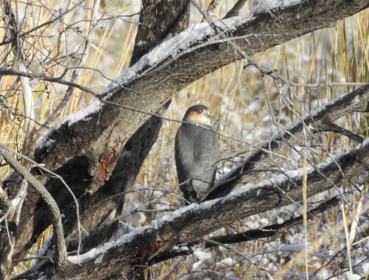 Sharp-shinned Hawk - ML497378401